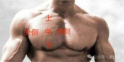 器械胸肌训练_综合训练器 胸肌_胸肌训练器有用吗