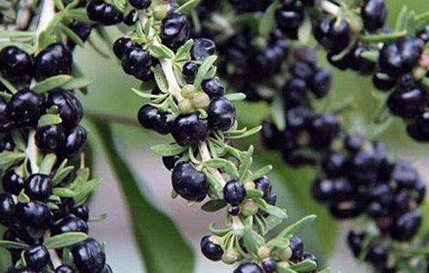 黑枸杞的功效与作用