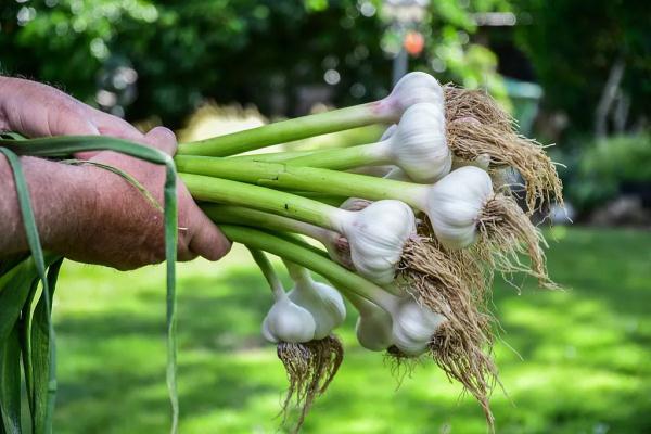 问鼎app官网下载安装 血压高，还能不能吃大蒜？想要血压稳，这3类食物真得少吃