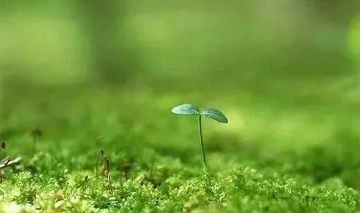 韩国春雨面膜有荧光剂_春雨的金币有什么作用_春雨计步器金币怎么用