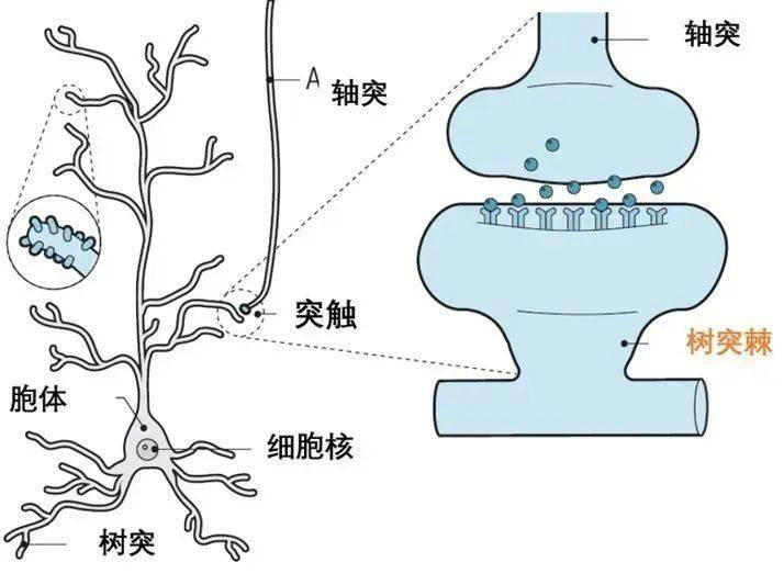 问鼎娱乐 脑科学医学专家黄翔：睡好运动好，更专注、学习好