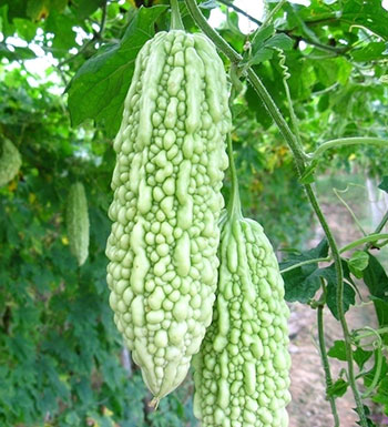 问鼎app官方下载 夏季养生排毒吃什么 9大养生食物清热解毒