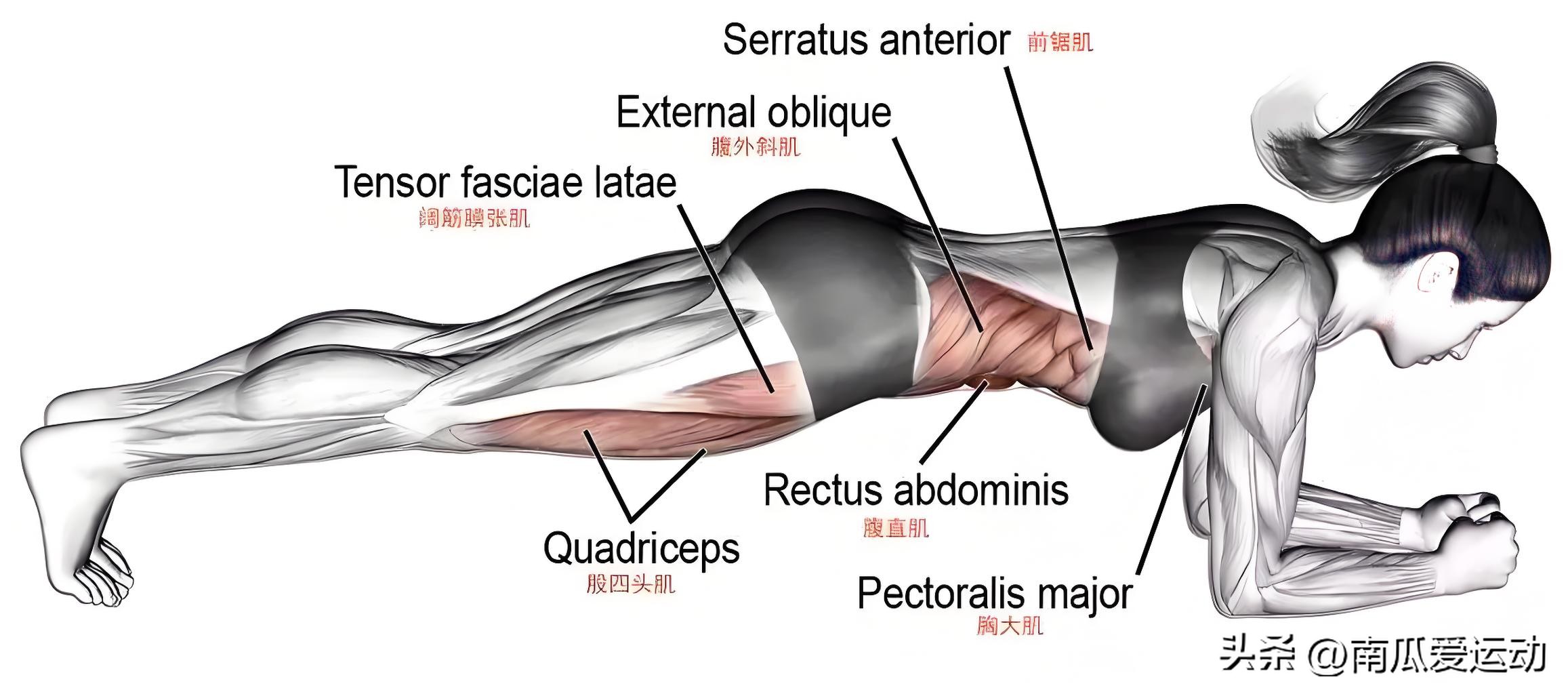 平板支撑姿势细节_健身椅支撑怎么做_平板支撑时间提升