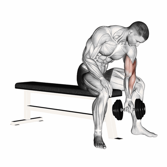 新澳门天天免费谜语下载 阿诺德经典哑铃集中弯举：这么做，你可以凸显它的效率