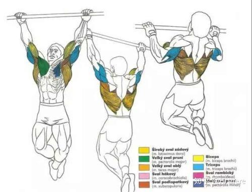 健身入门词汇_健身解剖词汇_健身椅推荐