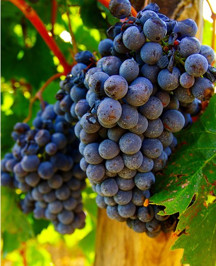 2025年最精准免费资料 【孕妈妈吃什么对宝宝智力好？】