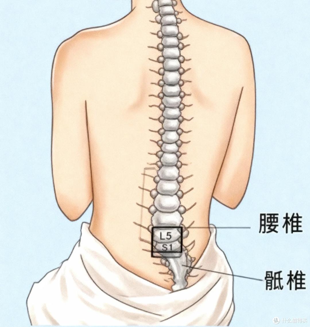 健身椅怎么选_腰间盘突出 人体工学椅 对比测评 保友金豪L2 赫曼米勒embody 清闲LiberNovo Omni