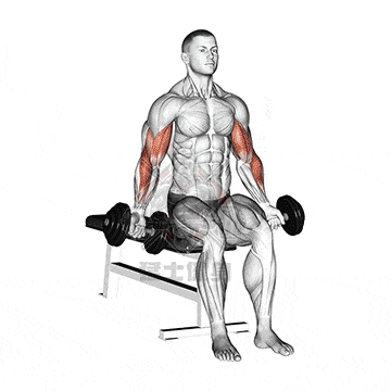 高效健身训练方案_三人综合训练器_哑铃多关节促睾增肌动作